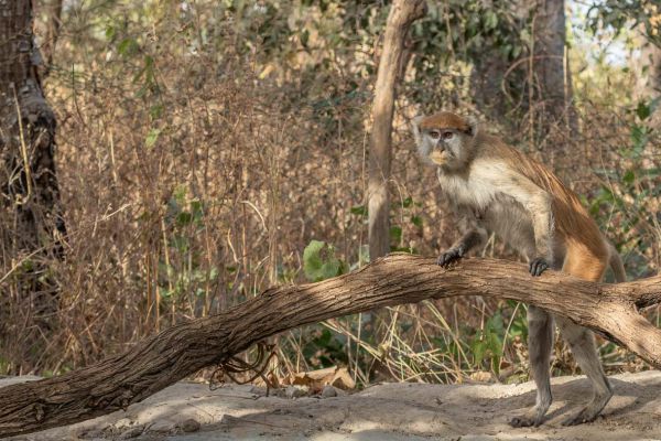 Vervet monkey