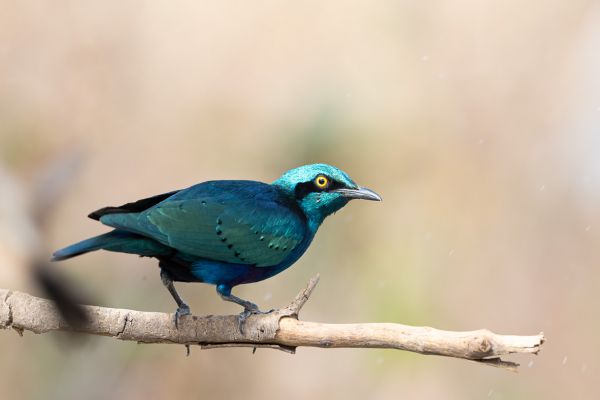 Greater Blue-eared Glossy-Starling