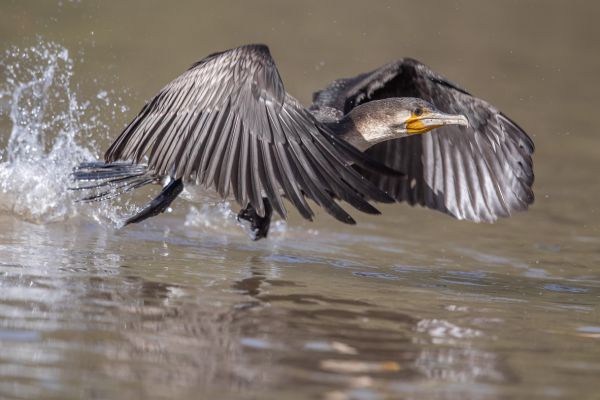 Great Cormorant