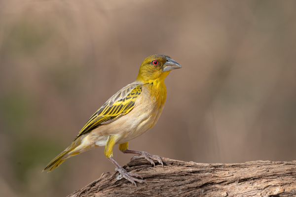 Village Weaver