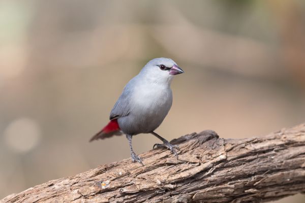 Lavender Waxbill