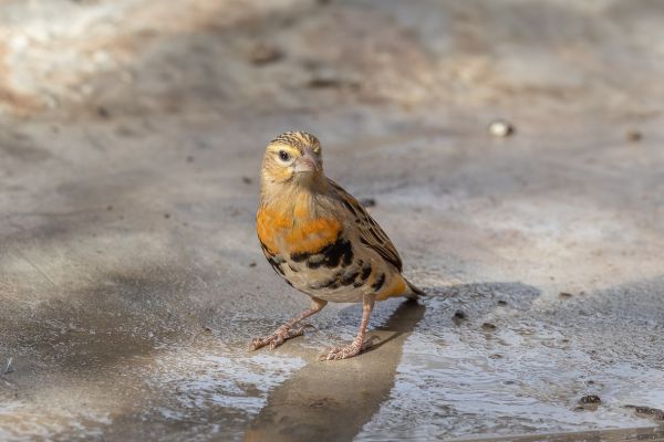 Yellow-crowned Bishop