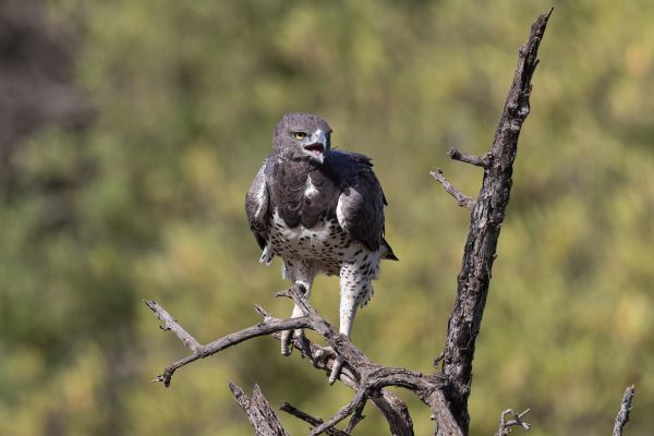 Martial Eagle