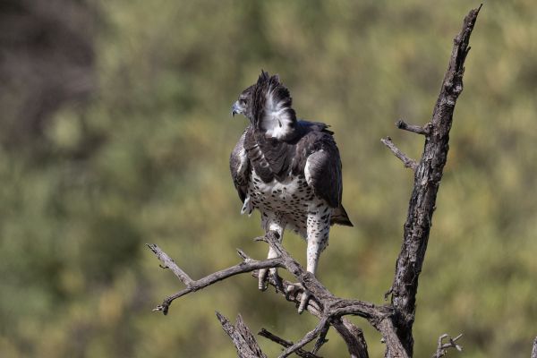 Martial Eagle