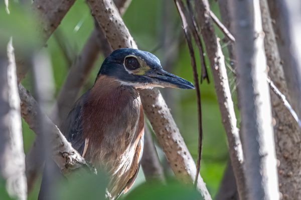White-backed Night-Heron