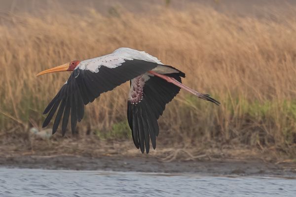 Yellow-billed Stork