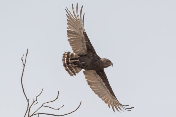 Brown Snake-Eagle