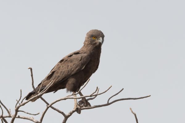 Brown Snake-Eagle