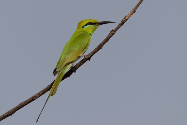 Blue-cheeked Bee-eater