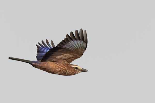 Rufous-crowned Roller