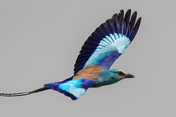 Abyssinian Roller