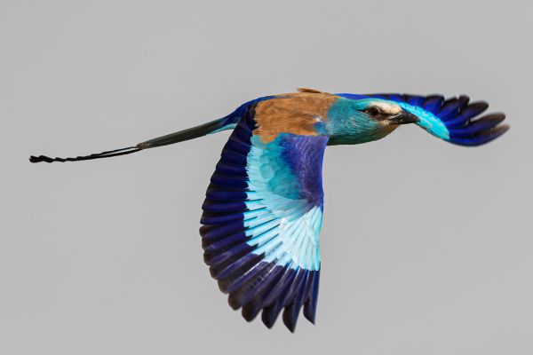 Abyssinian Roller
