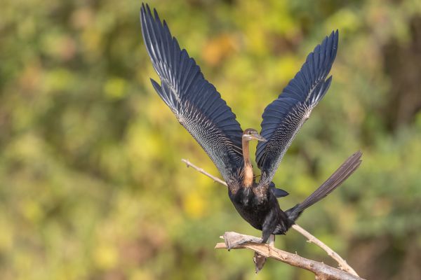 Oriental Darter