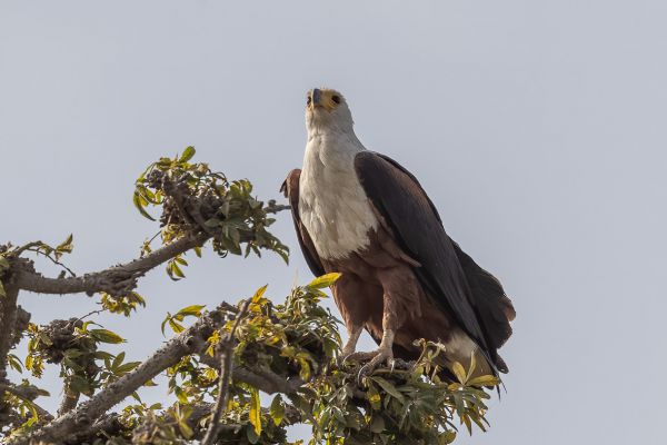 African Fish-Eagle