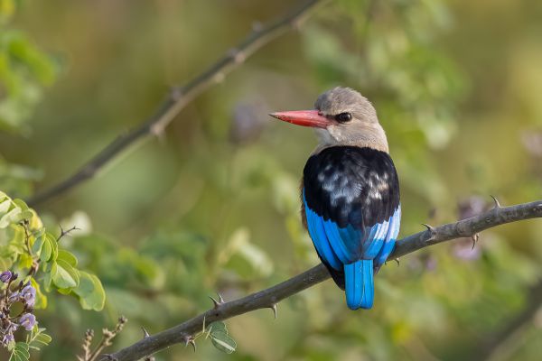 Grey-headed Kingfisher