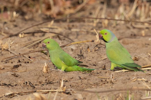Rose-ringed Parakeet