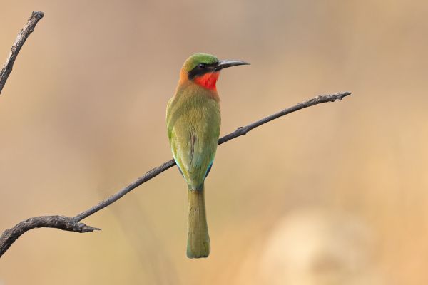 Red-throated Bee-eater