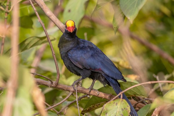 Violet Turaco