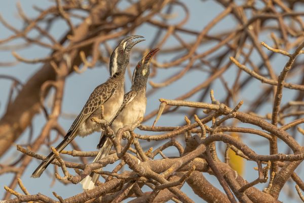 African Grey Hornbill