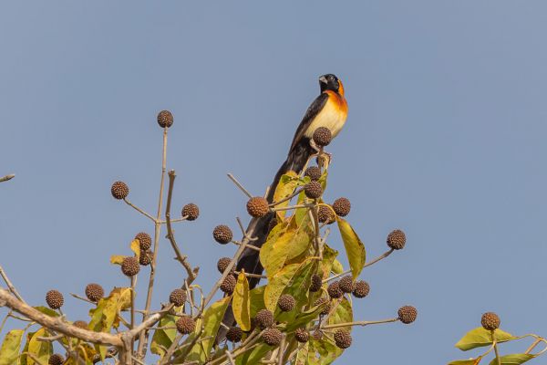 Long-tailed Paradise-Whydah