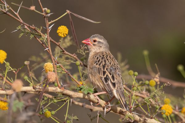 Red-billed Quelea