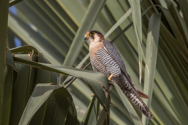 Red-necked Falcon