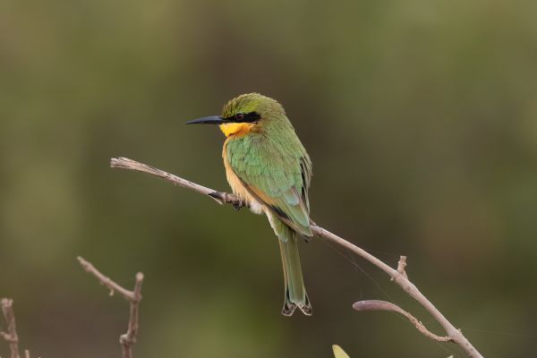 Little Bee-eater