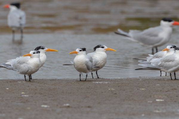 West African Crested Tern