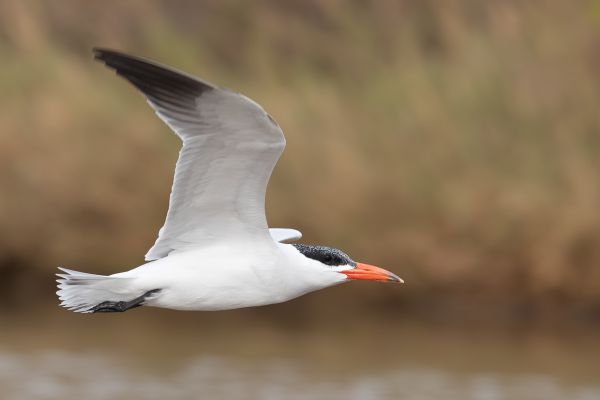 Caspian Tern