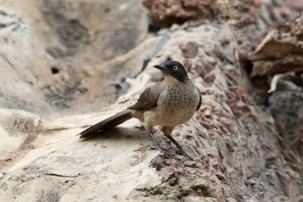 Black-capped Babbler