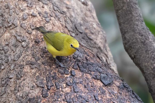 Northern Yellow White-eye