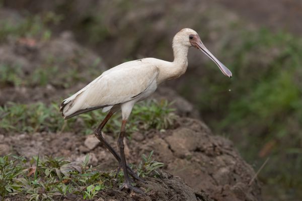 African Spoonbill