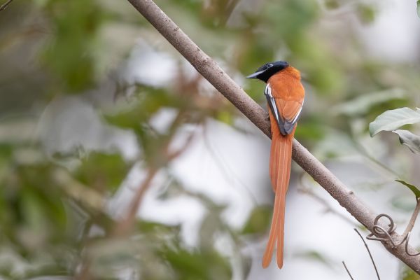 African Paradise-Flycatcher