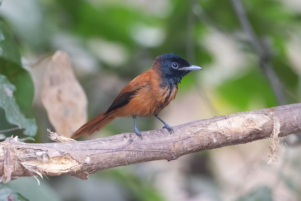 African Paradise-Flycatcher