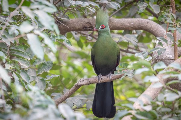Guinea Turaco