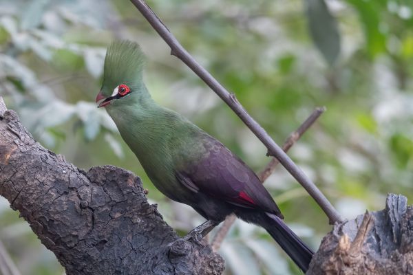 Guinea Turaco