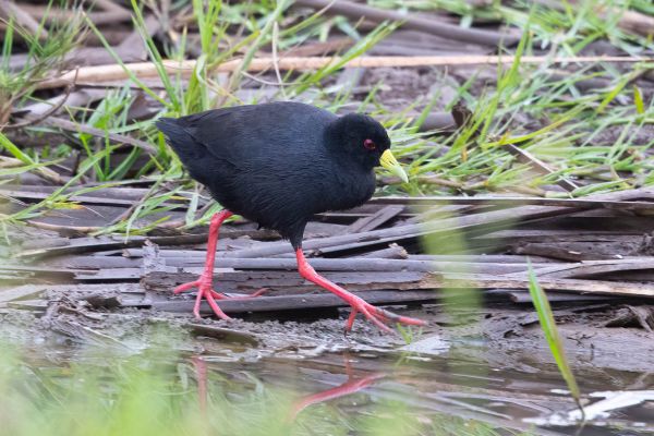 Black Crake