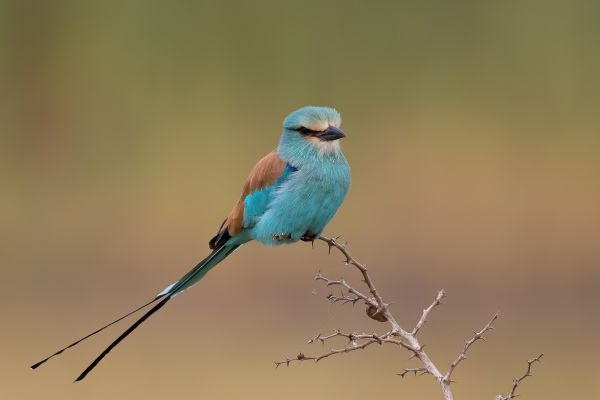 Abyssinian Roller