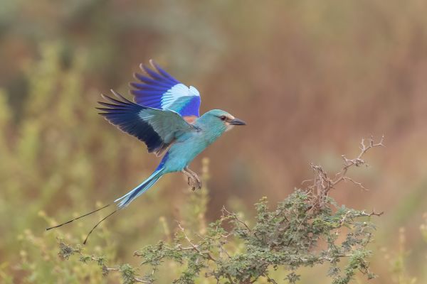 Abyssinian Roller