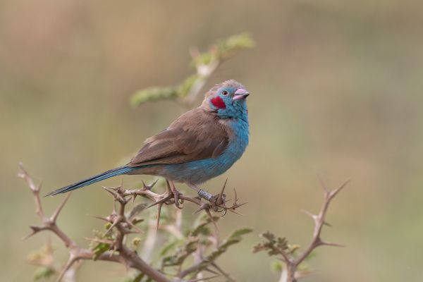 Red-cheeked Cordonbleu