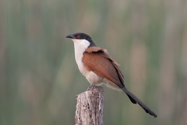 Senegal Coucal