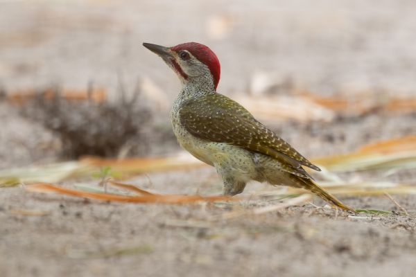 Fine-spotted Woodpecker