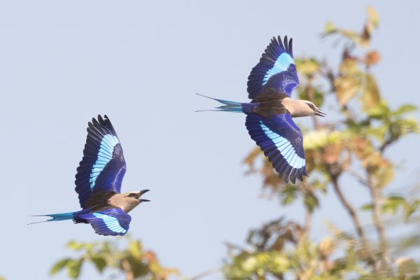 Blue-bellied Roller