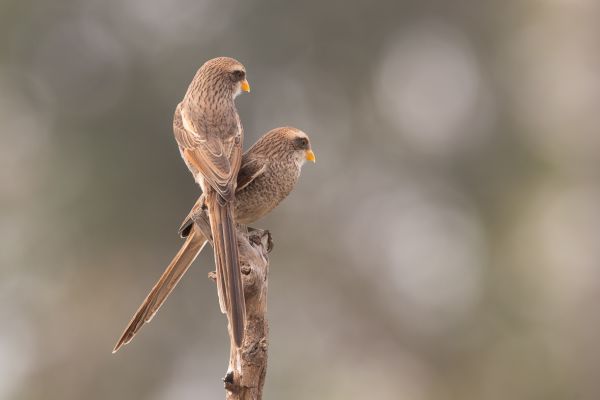 Yellow-billed Shrike