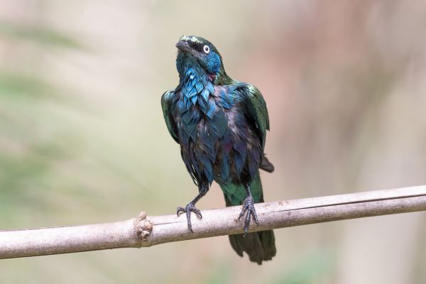 Splendid Glossy-Starling