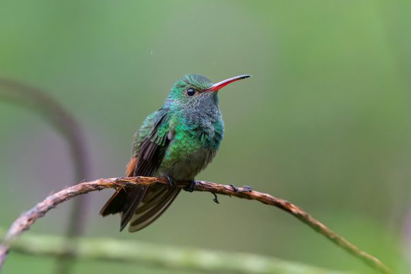 Zwartkuifkoketkolibrie