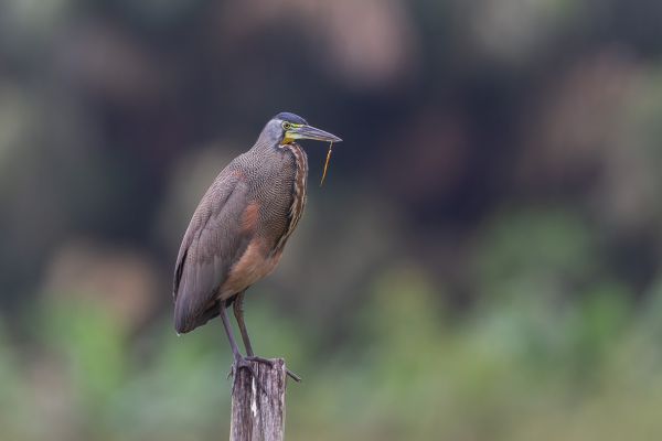 Mexicaanse Tijgerroerdomp