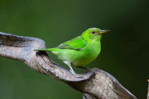 Groene Suikervogel