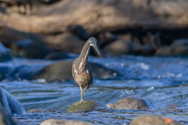 Gestreepte Tijgerroerdomp