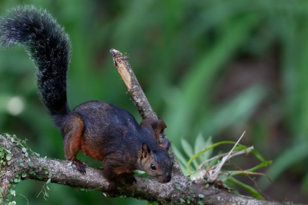 Grote gevlekte boomeekhoorn